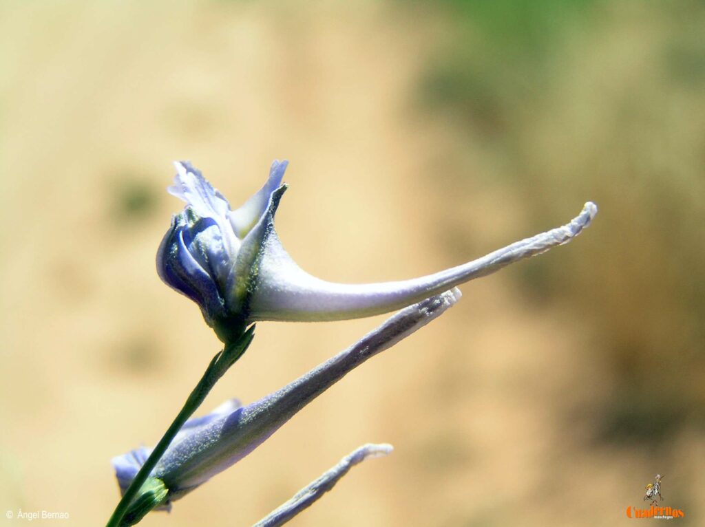 Un paseo por las Flores y Frutos de la Comarca de Tomelloso (VIII) 2 delphinium gracike