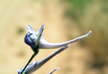 Un paseo por las Flores y Frutos de la Comarca de Tomelloso (VIII) Un paseo por las Flores y Frutos de la Comarca de Tomelloso (VIII)