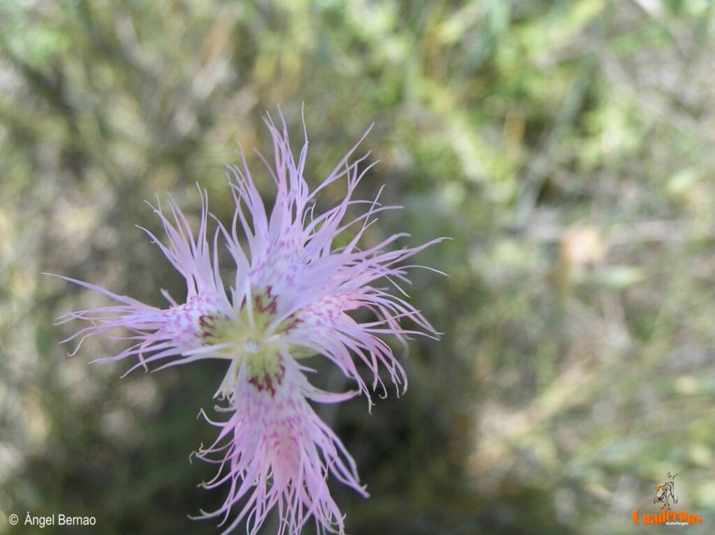 Un paseo por las Flores y Frutos de la Comarca de Tomelloso (IX) 4 dianthus monspessulianus