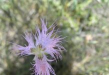 Un paseo por las Flores y Frutos de la Comarca de Tomelloso (IX) Un paseo por las Flores y Frutos de la Comarca de Tomelloso (IX)