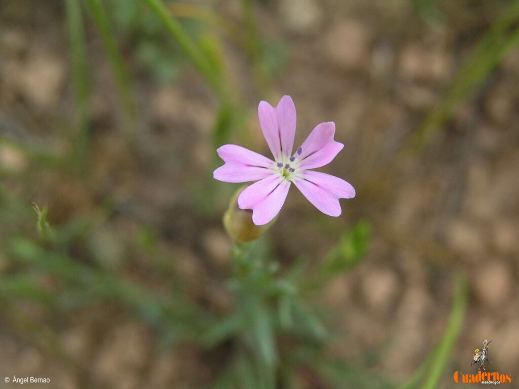 Un paseo por las Flores y Frutos de la Comarca de Tomelloso (IX) 3 dianthus prolifer