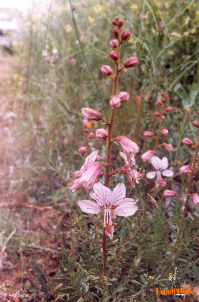 Un paseo por las Flores y Frutos de la Comarca de Tomelloso (IX) 2 dictamnus albus