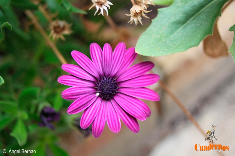Un paseo por las Flores y Frutos de la Comarca de Tomelloso (IX) 5 dimorphoteca rosa