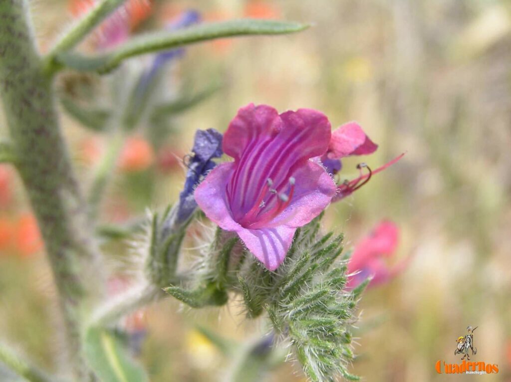 Un paseo por las Flores y Frutos de la Comarca de Tomelloso (X) 2 echium vulgare