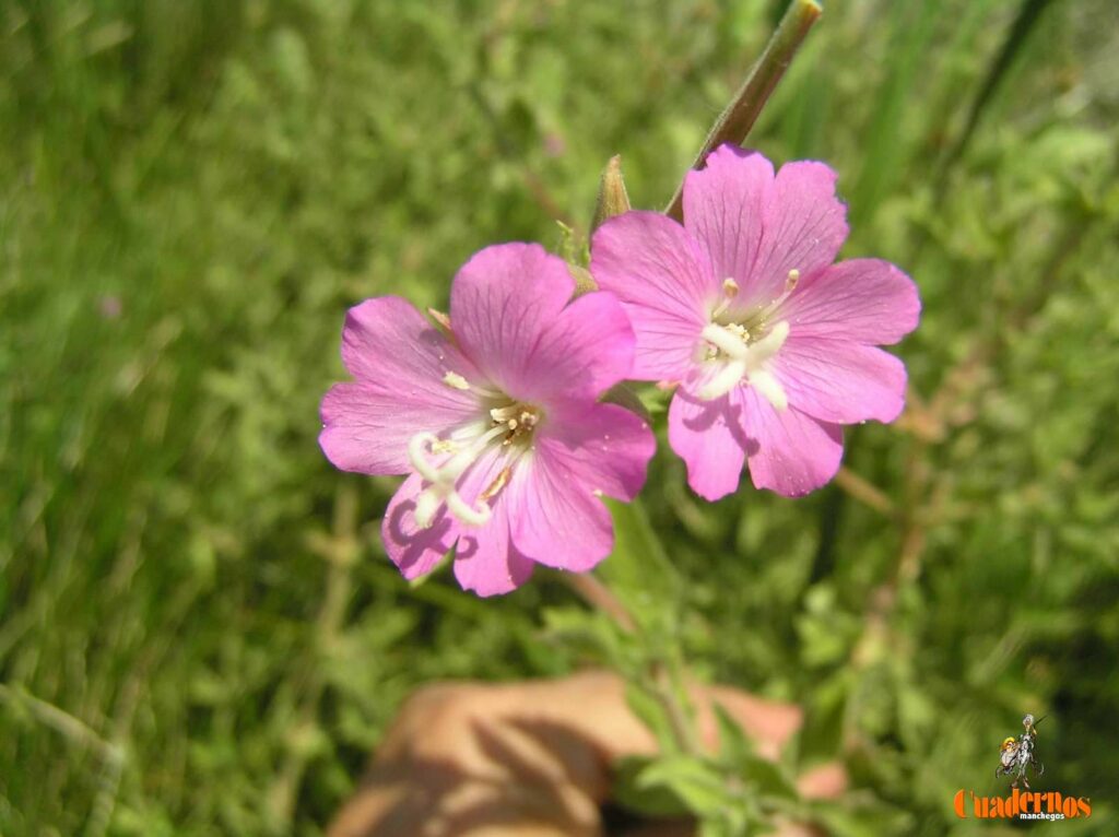 Un paseo por las Flores y Frutos de la Comarca de Tomelloso (X) 3 epilobium hirsutum