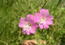 Un paseo por las Flores y Frutos de la Comarca de Tomelloso (X) Un paseo por las Flores y Frutos de la Comarca de Tomelloso (X)