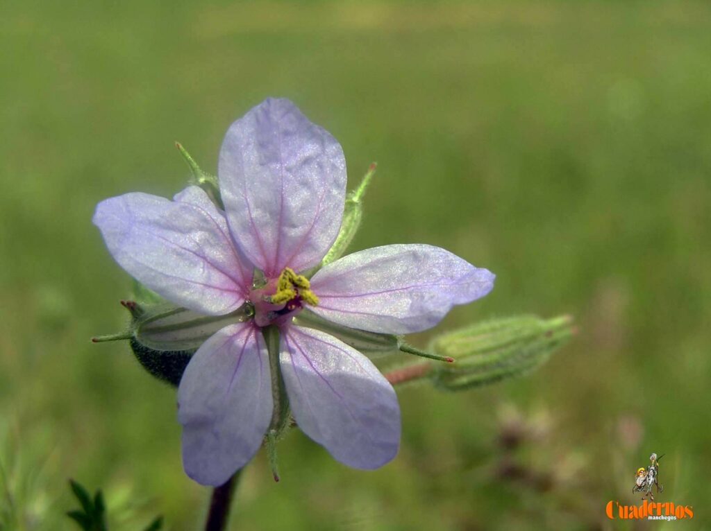 Un paseo por las Flores y Frutos de la Comarca de Tomelloso (X) 4 erodium ciconium