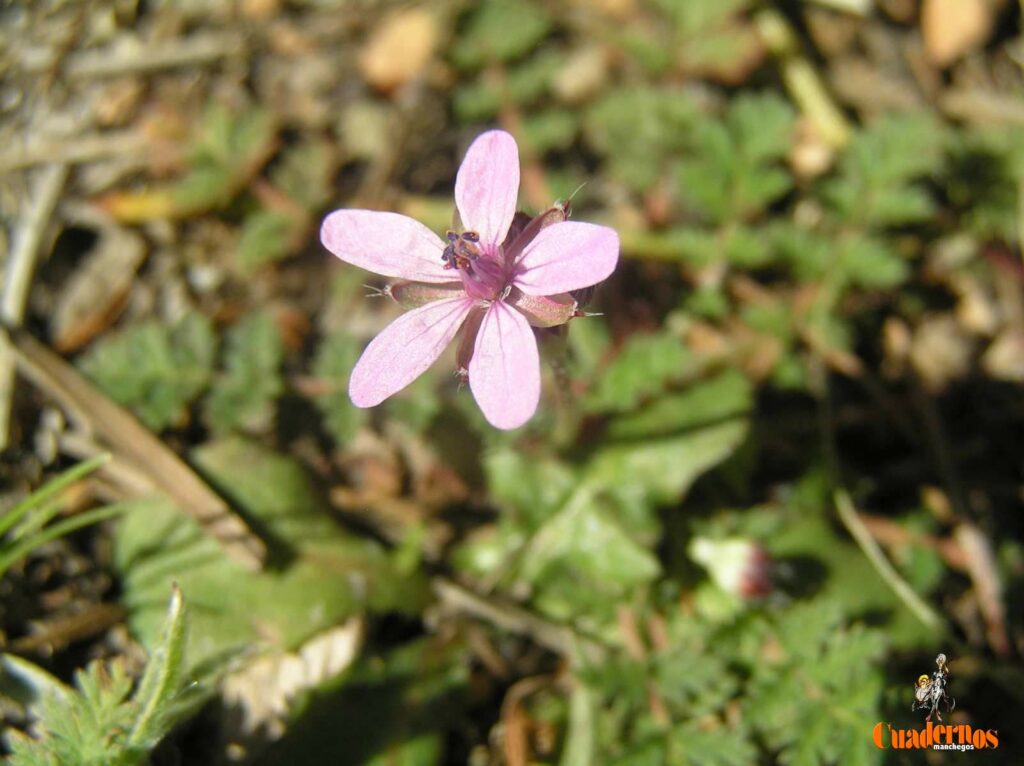 Un paseo por las Flores y Frutos de la Comarca de Tomelloso (X) 5 erodium cicutarium