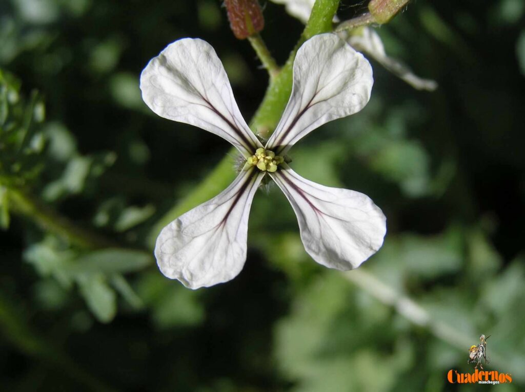 Un paseo por las Flores y Frutos de la Comarca de Tomelloso (X) 1 eruca vesicaria