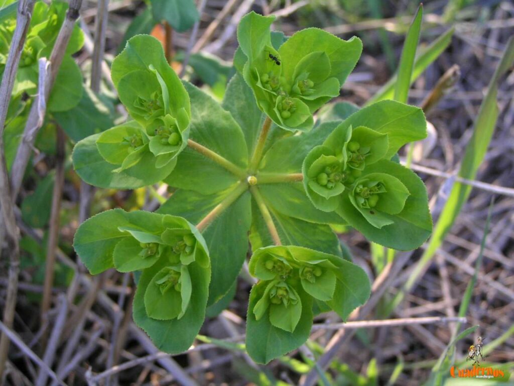 Un paseo por las Flores y Frutos de la Comarca de Tomelloso (XI) 2 euphorbia helioscopia