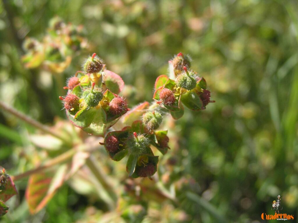 Un paseo por las Flores y Frutos de la Comarca de Tomelloso (XI) 5 euphorbia pubescens