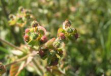 Un paseo por las Flores y Frutos de la Comarca de Tomelloso (XI) Un paseo por las Flores y Frutos de la Comarca de Tomelloso (XI)
