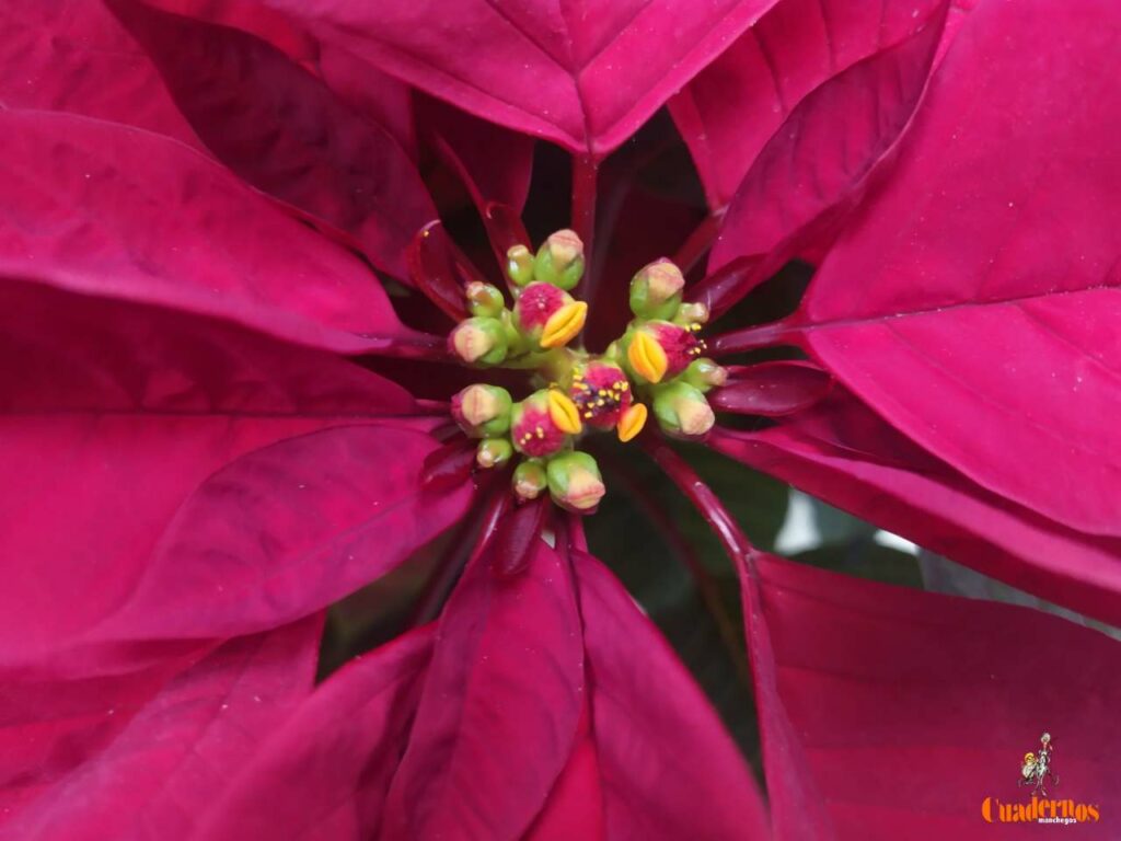 Un paseo por las Flores y Frutos de la Comarca de Tomelloso (XI) 3 euphorbia pulcherrima