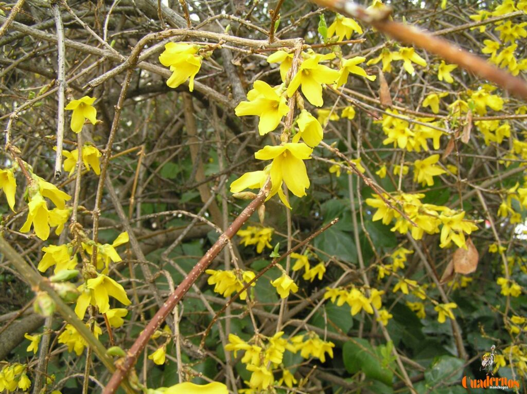 Un paseo por las Flores y Frutos de la Comarca de Tomelloso (XI) 4 forsithia Intermedia