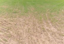 ASAJA CLM denuncia el fracaso de los seguros agrarios ante los daños de especies cinegéticas ASAJA CLM denuncia el fracaso de los seguros agrarios ante los daños de especies cinegéticas