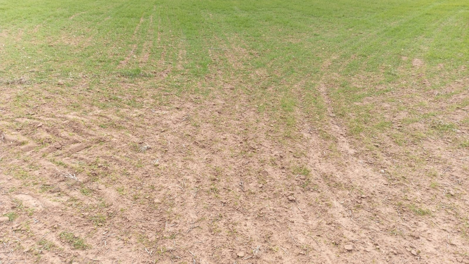 ASAJA CLM denuncia el fracaso de los seguros agrarios ante los daños de especies cinegéticas
