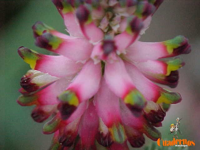 Un paseo por las Flores y Frutos de la Comarca de Tomelloso (XI) 1 fumaria capreolata