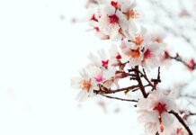 1 de abril 1 de abril