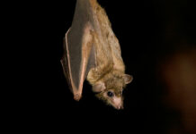 Murciélagos: la biodiversidad que trabaja de noche y aún lucha contra el prejuicio Murciélagos: la biodiversidad que trabaja de noche y aún lucha contra el prejuicio