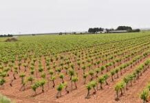 Agricaman agradece que el Gobierno de Castilla-La Mancha acepte su propuesta de ampliar la PAC, pero reclama extender el plazo hasta el 31 de mayo Agricaman agradece que el Gobierno de Castilla-La Mancha acepte su propuesta de ampliar la PAC, pero reclama extender el plazo hasta el 31 de mayo