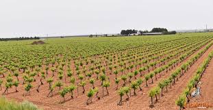 Agricaman agradece que el Gobierno de Castilla-La Mancha acepte su propuesta de ampliar la PAC, pero reclama extender el plazo hasta el 31 de mayo