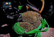 La Policía Nacional rescata en Ciudad Real a una decena de erizos heridos que habían sido cazados ilegalmente La Policía Nacional rescata en Ciudad Real a una decena de erizos heridos que habían sido cazados ilegalmente