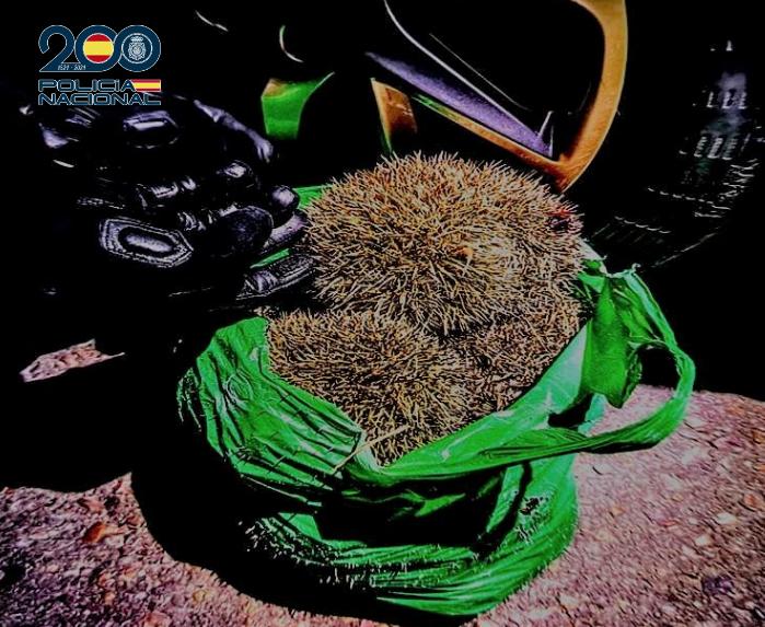 La Policía Nacional rescata en Ciudad Real a una decena de erizos heridos que habían sido cazados ilegalmente