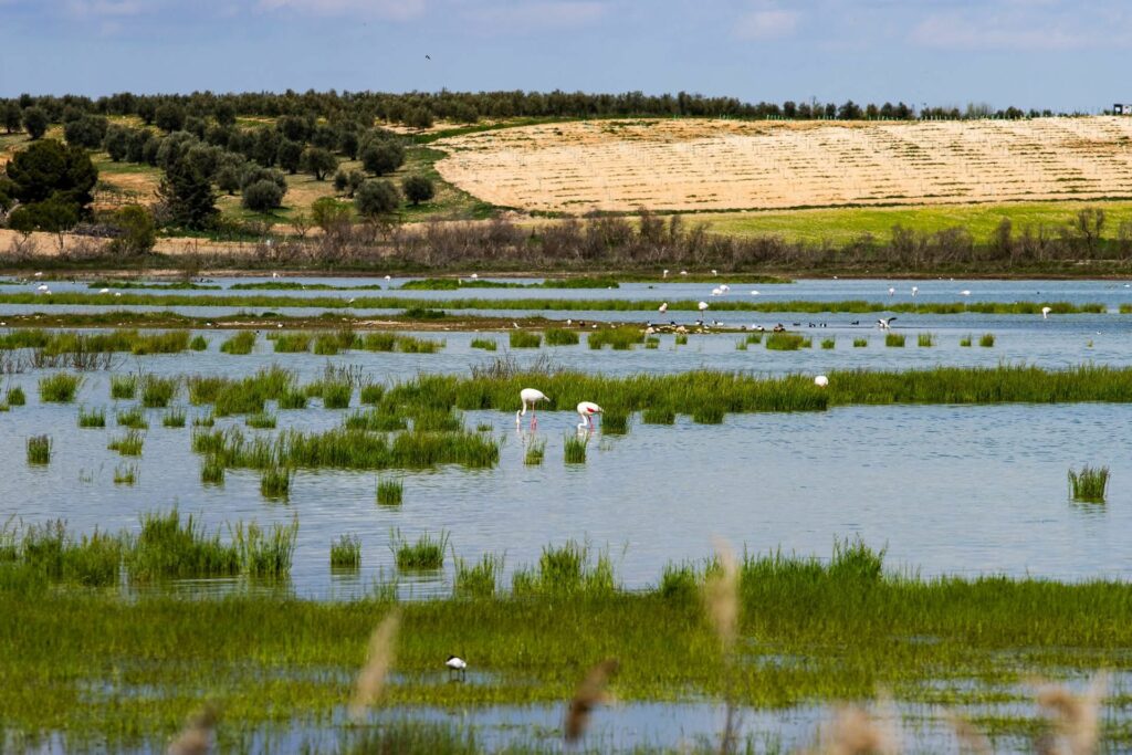 Pozuelo de Calatrava invita a vivir una Semana Santa extraordinaria entre tradición y naturaleza con La Inesperada 2 semanasantapozuelodecalatrava