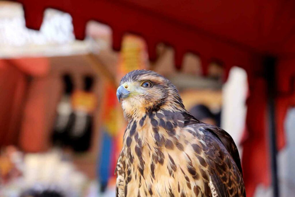 tamajon edad media 09