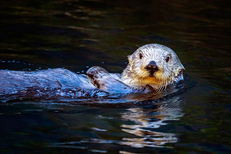 Día Mundial de la Nutria: la especie que revela si nuestros ríos siguen vivos