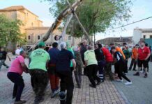 Fuentenovilla alza a pulso un mayo de 23 metros y más de 2000 kilos Fuentenovilla alza a pulso un mayo de 23 metros y más de 2000 kilos