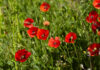 Un paseo entre amapolas en Tomelloso al amanecer Un paseo entre amapolas en Tomelloso al amanecer