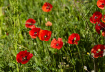 Un paseo entre amapolas en Tomelloso al amanecer Un paseo entre amapolas en Tomelloso al amanecer