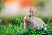 ASAJA CLM advierte que la sobrepoblación de conejos y de especies de caza mayor trasciende el campo y amenaza la salud de la población ASAJA CLM advierte que la sobrepoblación de conejos y de especies de caza mayor trasciende el campo y amenaza la salud de la población