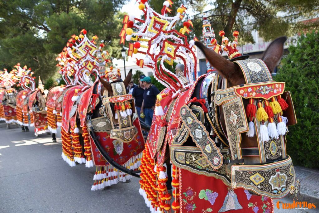 Tomelloso celebra el Día de Castilla-La Mancha con sus reatas: tradición, orgullo y raíces en la calle 17 procesion carreros tomelloso dia clm 18
