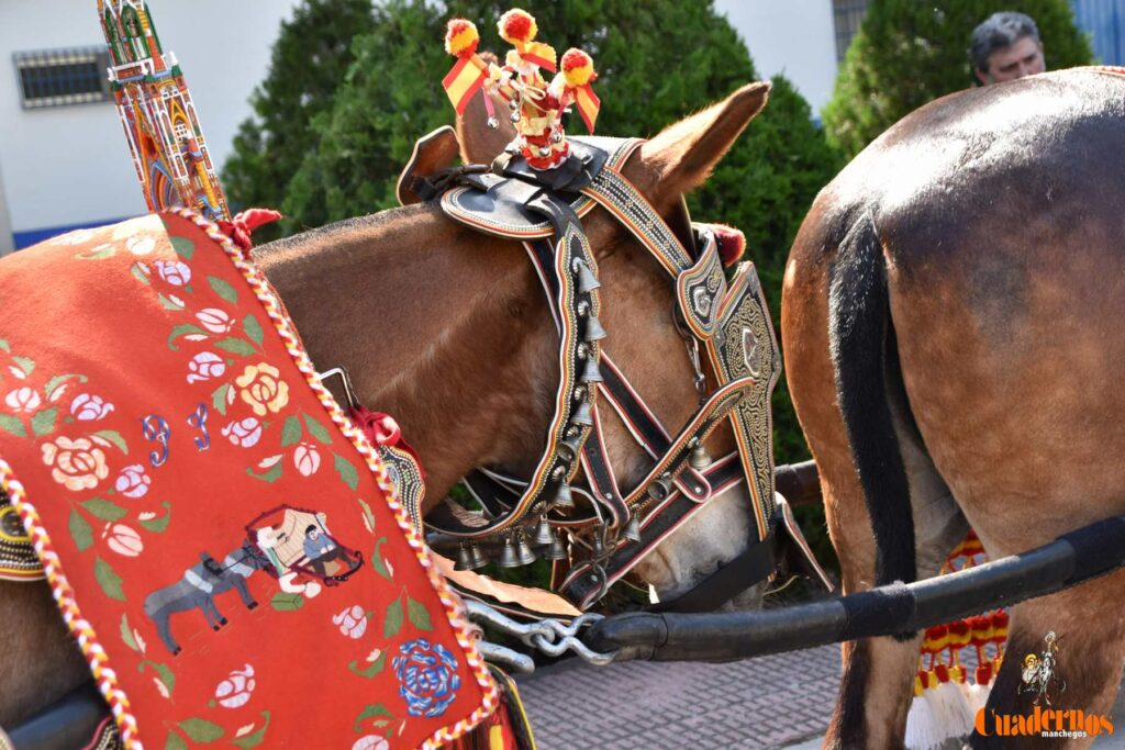 Tomelloso celebra el Día de Castilla-La Mancha con sus reatas: tradición, orgullo y raíces en la calle 3 procesion carreros tomelloso dia clm 32