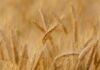 Unión de Uniones anuncia una campaña de cereales de gran incertidumbre con costes de producción por encima del 30% respecto a la campaña anterior y precios a la baja Unión de Uniones anuncia una campaña de cereales de gran incertidumbre con costes de producción por encima del 30% respecto a la campaña anterior y precios a la baja