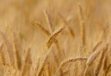 Unión de Uniones anuncia una campaña de cereales de gran incertidumbre con costes de producción por encima del 30% respecto a la campaña anterior y precios a la baja Unión de Uniones anuncia una campaña de cereales de gran incertidumbre con costes de producción por encima del 30% respecto a la campaña anterior y precios a la baja