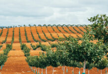 Víridi Horizons firma un acuerdo con el Centro de Investigación Agroambiental “El Chaparrillo” para impulsar la investigación aplicada en el cultivo del pistacho Víridi Horizons firma un acuerdo con el Centro de Investigación Agroambiental “El Chaparrillo” para impulsar la investigación aplicada en el cultivo del pistacho