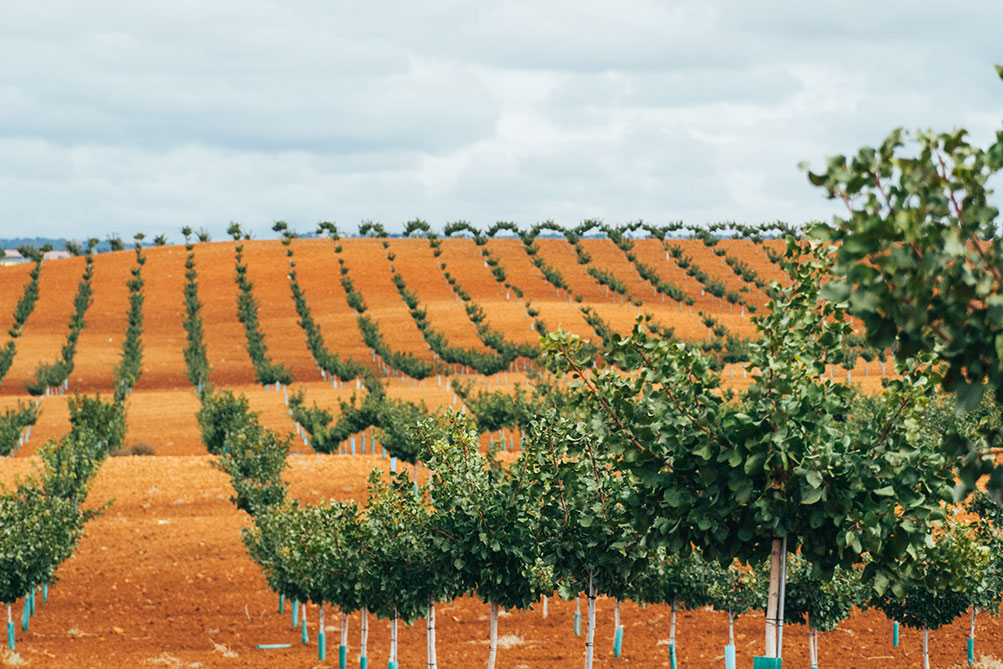 Víridi Horizons firma un acuerdo con el Centro de Investigación Agroambiental “El Chaparrillo” para impulsar la investigación aplicada en el cultivo del pistacho
