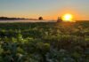 ASAJA Ciudad Real advierte de los riesgos de las altas temperaturas en el campo y pide extremar las medidas de prevención ASAJA Ciudad Real advierte de los riesgos de las altas temperaturas en el campo y pide extremar las medidas de prevención