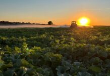 ASAJA Ciudad Real advierte de los riesgos de las altas temperaturas en el campo y pide extremar las medidas de prevención ASAJA Ciudad Real advierte de los riesgos de las altas temperaturas en el campo y pide extremar las medidas de prevención