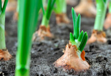 ASAJA Ciudad Real alerta de una crisis crítica en la cebolla con precios por debajo de costes y riesgo de quiebra en el sector ASAJA Ciudad Real alerta de una crisis crítica en la cebolla con precios por debajo de costes y riesgo de quiebra en el sector