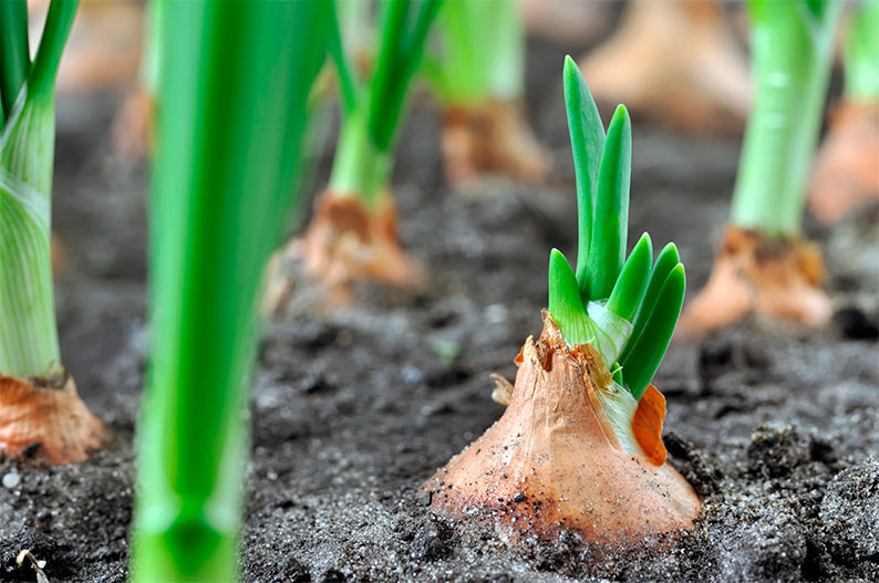 ASAJA Ciudad Real alerta de una crisis crítica en la cebolla con precios por debajo de costes y riesgo de quiebra en el sector