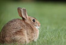 ASAJA CLM cumple su compromiso y lleva ante la Fiscalía la gestión de Agroseguro en los daños por fauna silvestre ASAJA CLM cumple su compromiso y lleva ante la Fiscalía la gestión de Agroseguro en los daños por fauna silvestre