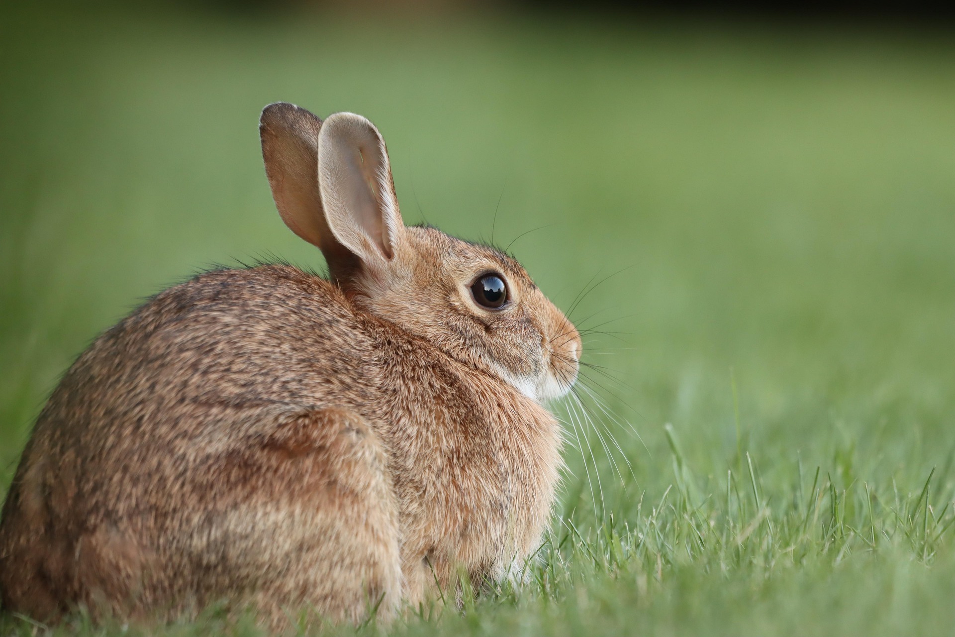 ASAJA CLM cumple su compromiso y lleva ante la Fiscalía la gestión de Agroseguro en los daños por fauna silvestre