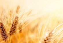 ASAJA CLM revisa a la baja la cosecha de cereal y denuncia el hundimiento de los precios ASAJA CLM revisa a la baja la cosecha de cereal y denuncia el hundimiento de los precios