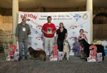 El VI Concurso Nacional Canino llena Fuentenovilla de aficionados y ejemplares de gran calidad El VI Concurso Nacional Canino llena Fuentenovilla de aficionados y ejemplares de gran calidad