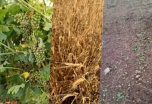 ASAJA CLM realiza una primera valoración de los daños ocasionados por las tormentas y reclama rapidez en las peritaciones de Agroseguro ASAJA CLM realiza una primera valoración de los daños ocasionados por las tormentas y reclama rapidez en las peritaciones de Agroseguro