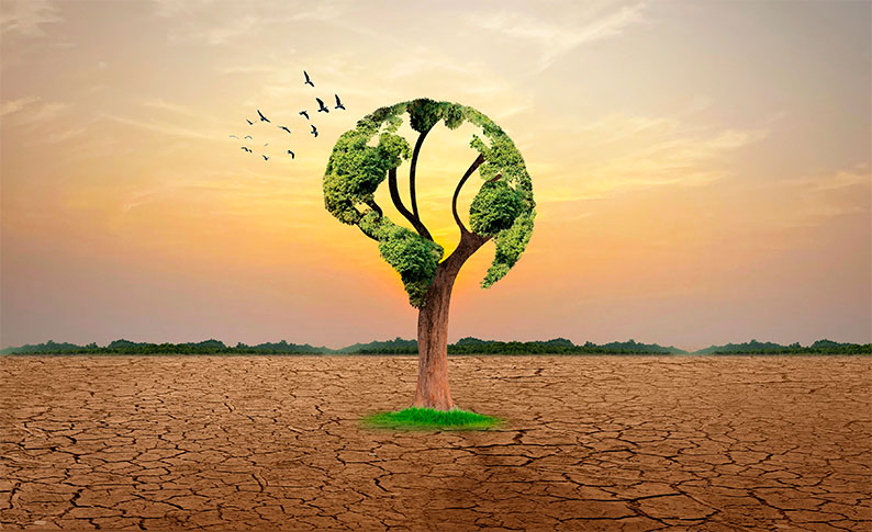 Hoy 17 de junio se recuerda la lucha contra la desertificación: un reto cada vez más urgente